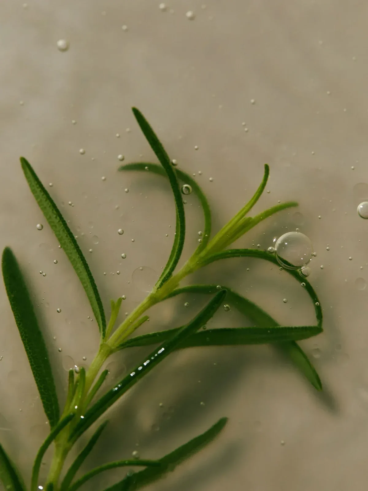⁦شامبو روزماري لتقشير وتنقية فروة الرأس من اروماتيكا (Aromatica Rosemary Scalp Scaling Shampoo) - 400 مل⁩ - الصورة ⁦2⁩